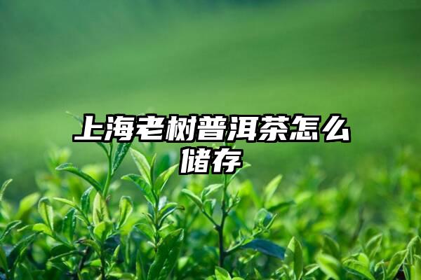 上海老树普洱茶怎么储存