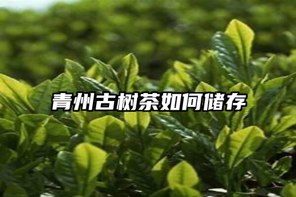 青州古树茶如何储存