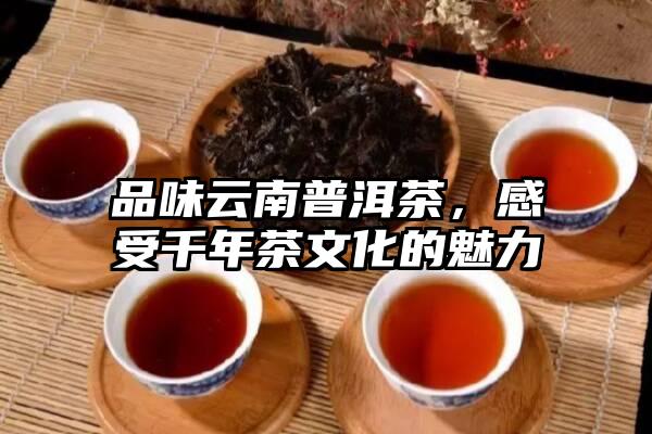 品味云南普洱茶，感受千年茶文化的魅力