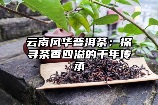 云南风华普洱茶：探寻茶香四溢的千年传承
