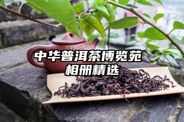 中华普洱茶博览苑 相册精选